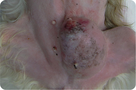 1　イヌ・メスの乳腺腫瘍