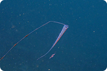 リュウグウノツカイ　写真