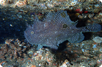 ソウシカエルアンコウ　写真